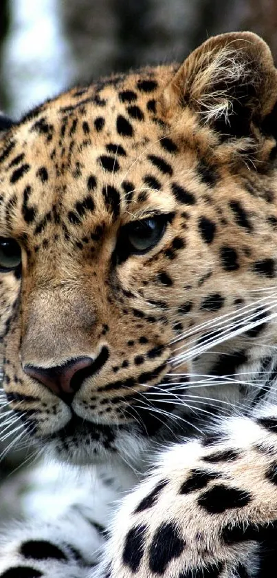 Close-up image of a leopard with a golden spotted coat.