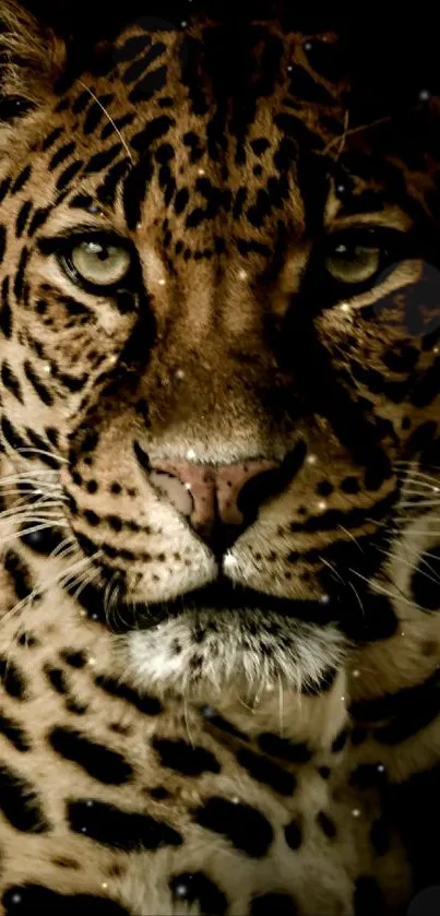 Close-up of a majestic leopard with an intense gaze.