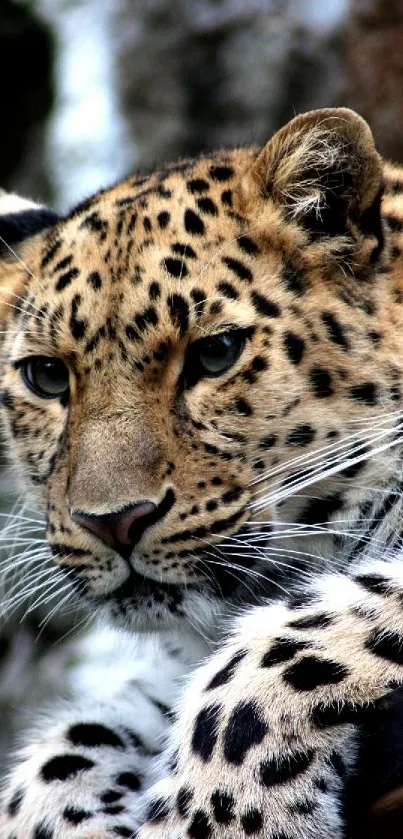 Close-up of a majestic leopard with a striking gaze in its natural habitat.