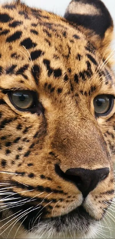 Close-up of a majestic leopard's face showcasing its intricate spots and gaze.