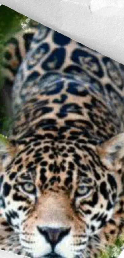 Close-up of a majestic leopard in a vivid jungle setting.