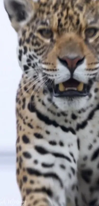 Close-up of a leopard showcasing its striking spotted fur.