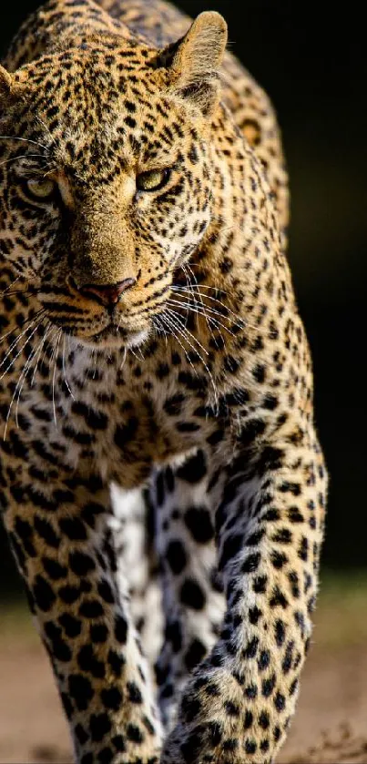 Close-up of a leopard walking forward in its habitat.