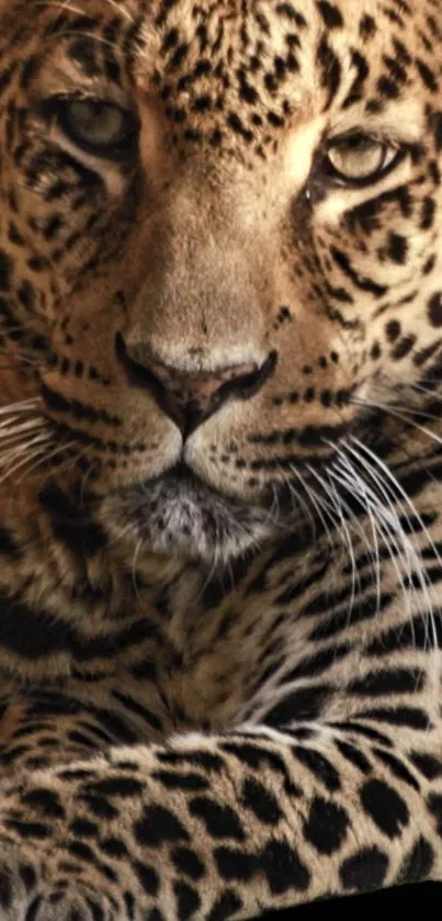 Close-up of a majestic leopard with stunning markings in black background.