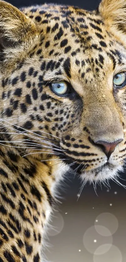 Close-up of a leopard with blue eyes on a brown background.