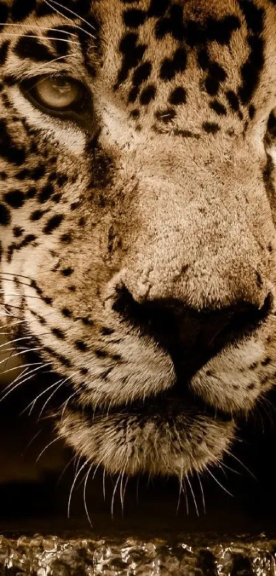 Close-up of a leopard's face with intense gaze in a brown-toned wallpaper.