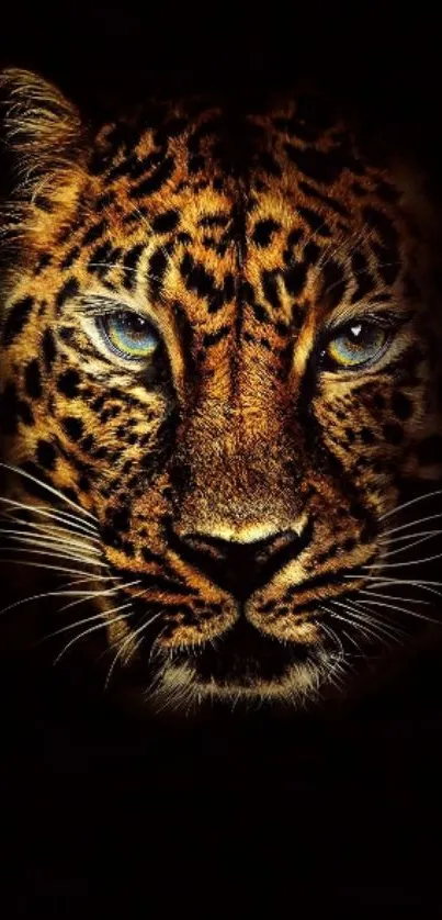 Close-up of a leopard face on a dark background mobile wallpaper.