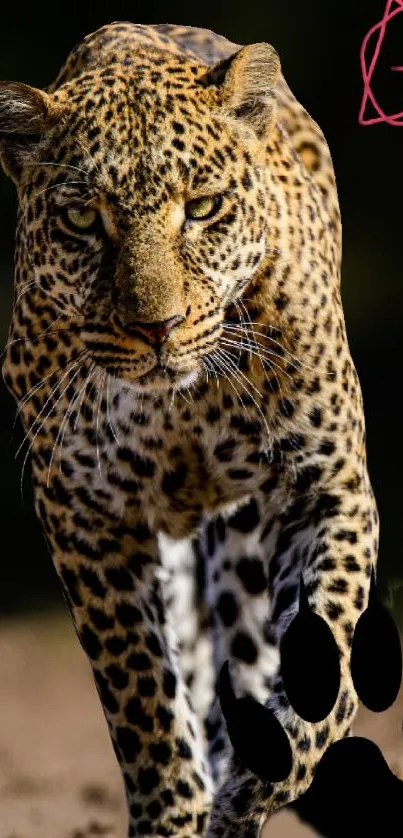 Leopard prowling in its natural habitat with focused gaze.