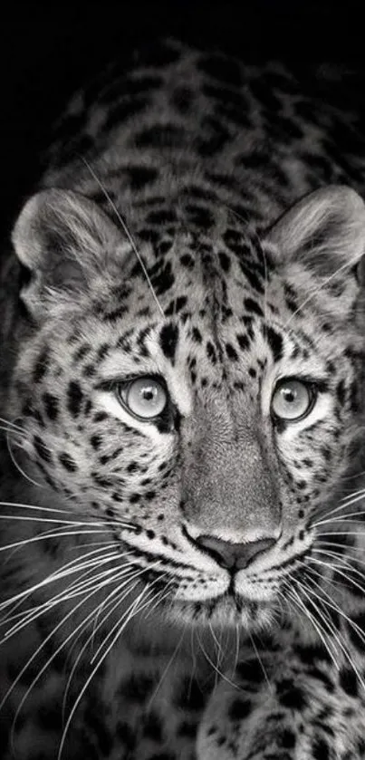 Majestic black and white leopard portrait mobile wallpaper.