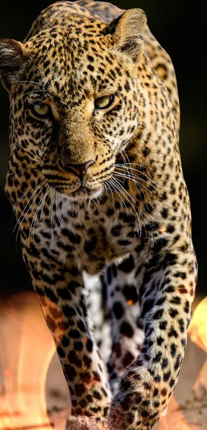 Leopard confidently walking through vibrant flames in nature.