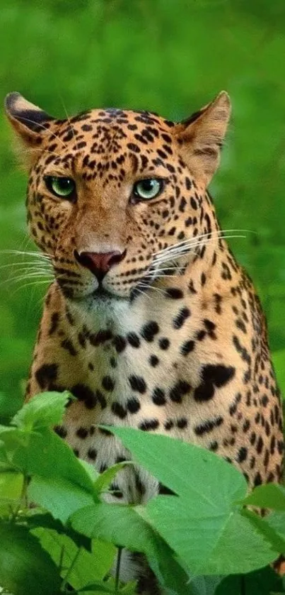 Leopard in lush green jungle setting, captivating wildlife wallpaper.