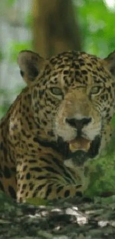 Majestic leopard resting in lush jungle setting, creating a unique and captivating background.