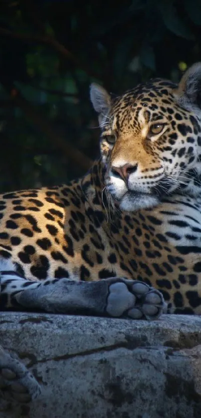 A majestic leopard rests on a rock in a lush jungle setting, surrounded by foliage.