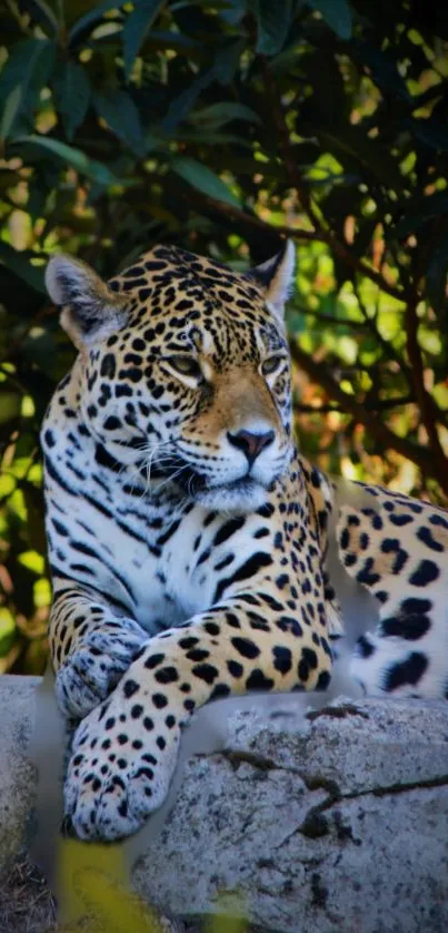 Majestic leopard resting in a lush jungle setting with vibrant green foliage.