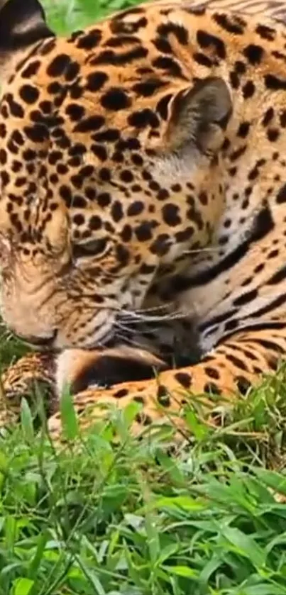 Leopard resting in lush green grass.