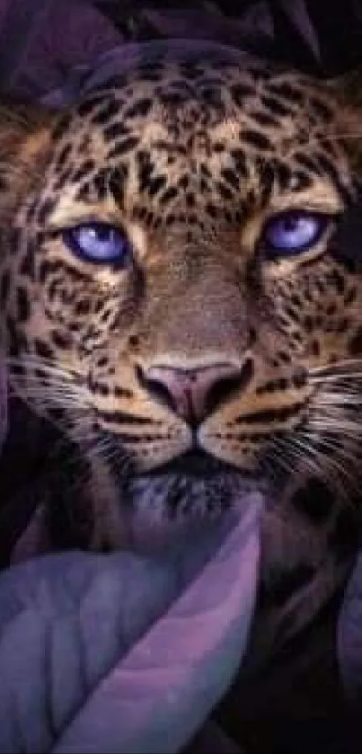 Leopard with blue eyes hidden among purple leaves, vibrant mobile wallpaper.