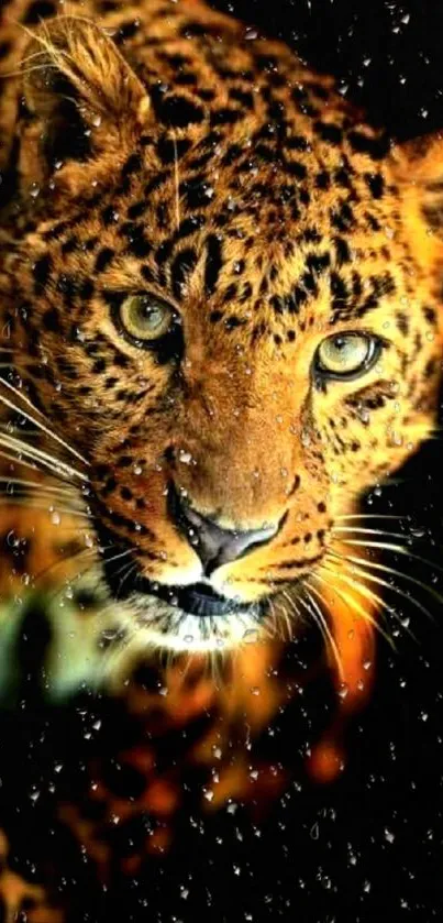 Leopard with an intense gaze through rain-drenched forest.