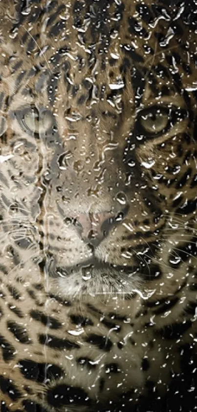 Majestic leopard emerging from the shadows in a stunning wildlife wallpaper.