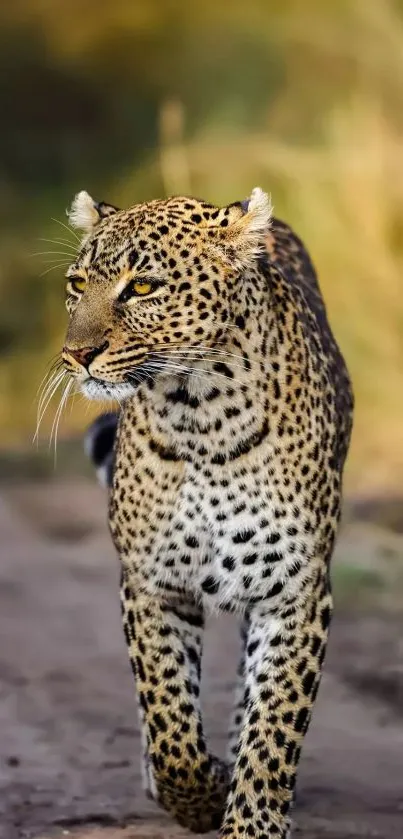 A majestic leopard walking in its natural habitat with a golden brown background.