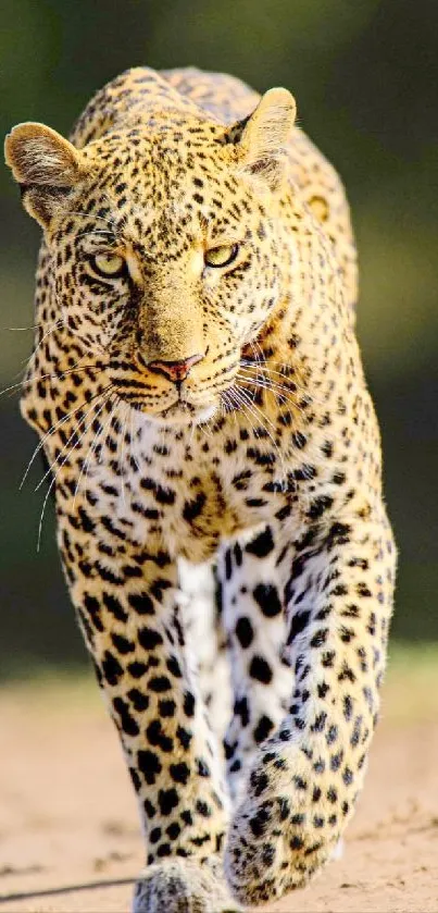 A majestic leopard gracefully walking in the wild with a blurred green background.