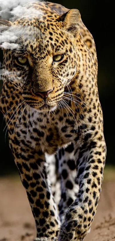 Leopard walking on a dirt path with clouds.