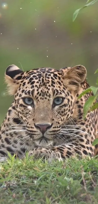 Leopard lying in the grass, staring directly ahead amidst a lush green setting.