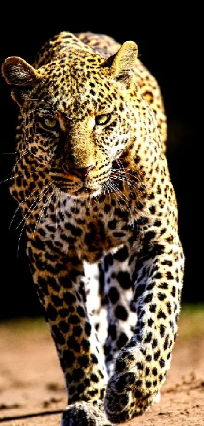 Majestic leopard walking confidently on a natural path.