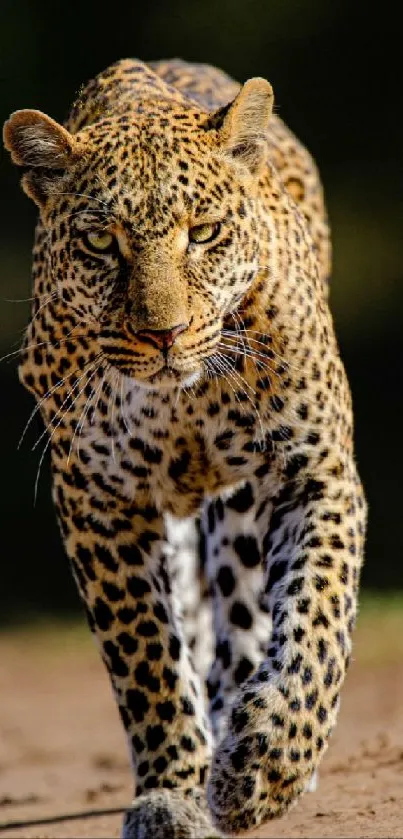 Leopard walking forward with sharp focus in wild.