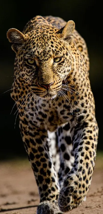 Leopard confidently walking in natural jungle setting.