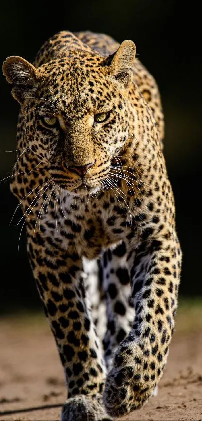 Leopard walking forward on a dirt path in the wild.