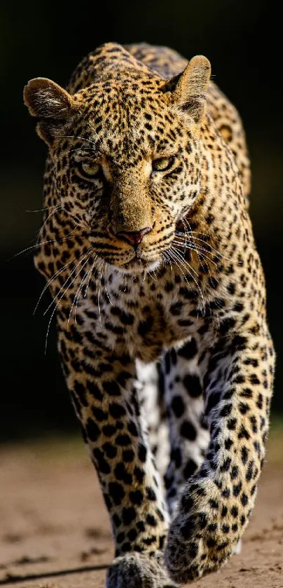 Leopard walking confidently in natural setting, showcasing its majestic presence.