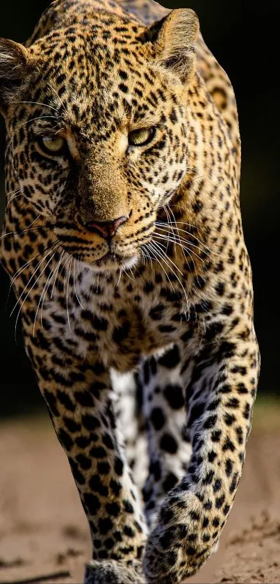 Leopard walking towards camera in jungle.