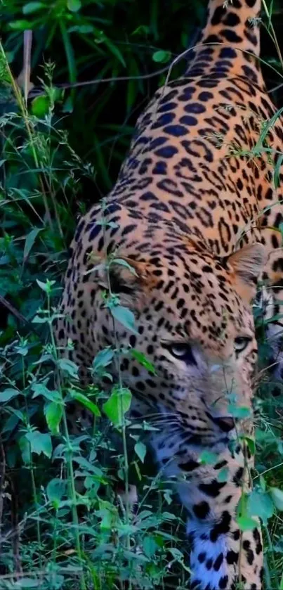 Leopard prowling through lush green jungle foliage.