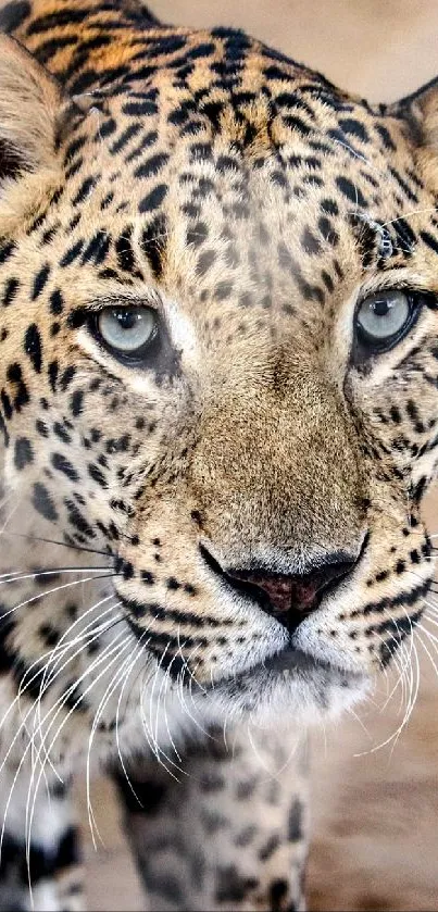 Majestic leopard close-up with intricate spots on golden brown fur.