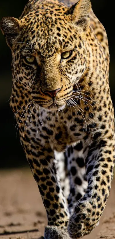 Leopard walking confidently toward camera, showcasing stunning detail.