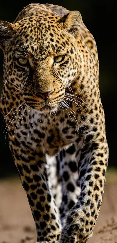 Majestic leopard walking on a path, radiant in golden brown shades.