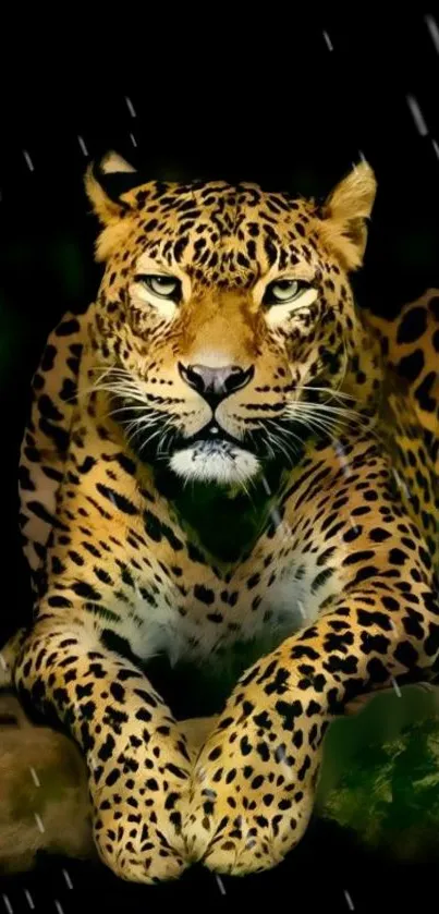 Majestic leopard laying on a branch with a black background.