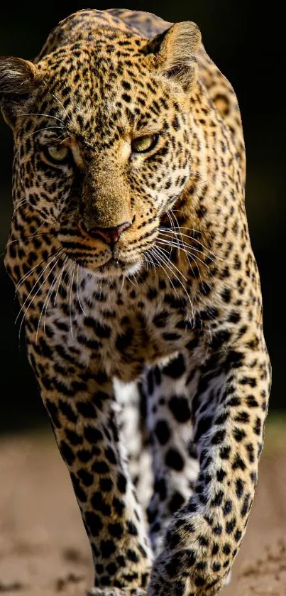 Leopard gracefully walking on sandy terrain, showcasing its majestic spots.