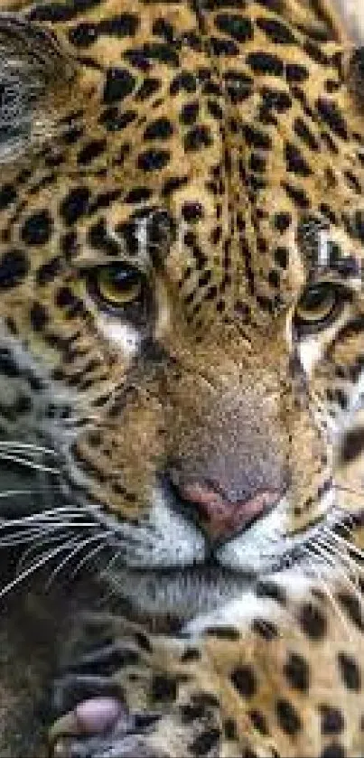 Close-up of a majestic leopard with detailed fur pattern for mobile wallpaper.