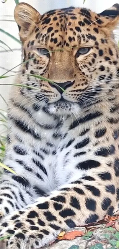 Leopard with vibrant black spots resting in nature.