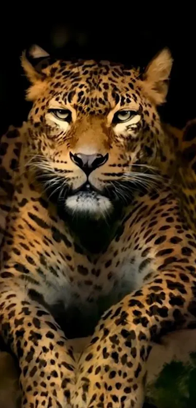 Majestic leopard staring intensely in a dark jungle setting for mobile wallpaper.