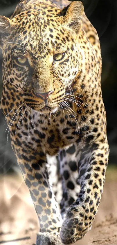 Majestic leopard walking forward in natural setting.