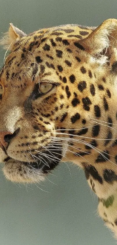 Majestic leopard close-up, natural elegance