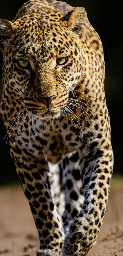 Majestic leopard walking on a jungle path.