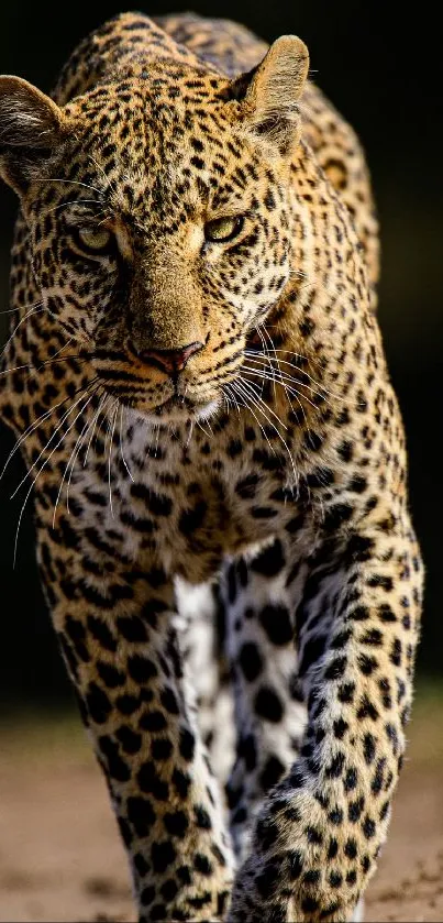 A majestic leopard walking towards the camera in a striking portrait.