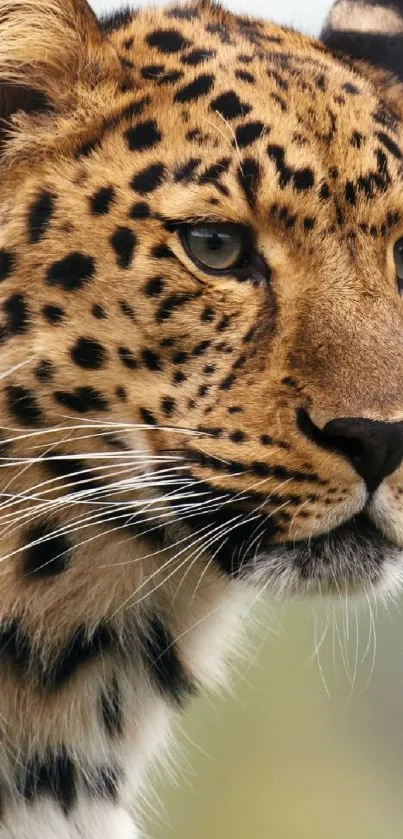 Close-up of a majestic leopard with striking spots in natural light.