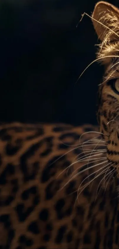 Leopard in natural habitat, close-up portrait.