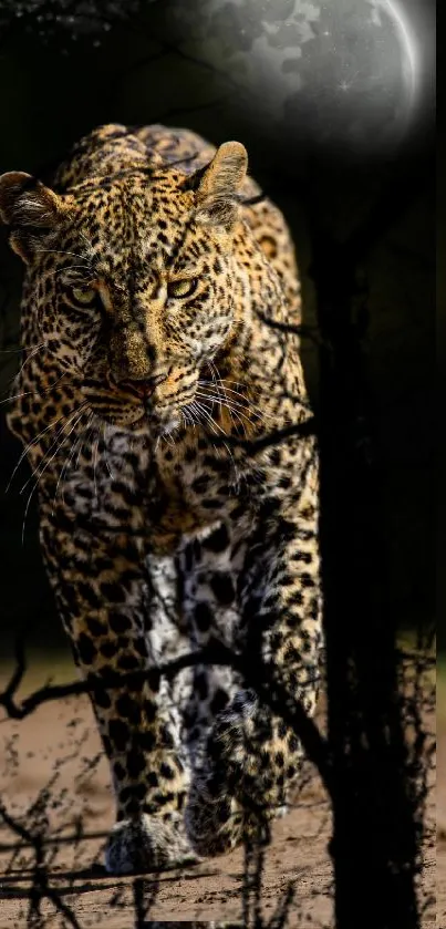 Majestic leopard under moonlight in dark forest wallpaper.