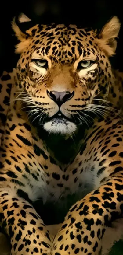 Majestic leopard with intense stare on dark background.