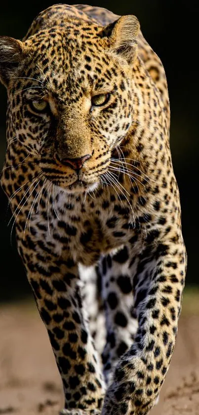 Majestic leopard walking in a natural setting, captured in stunning detail.